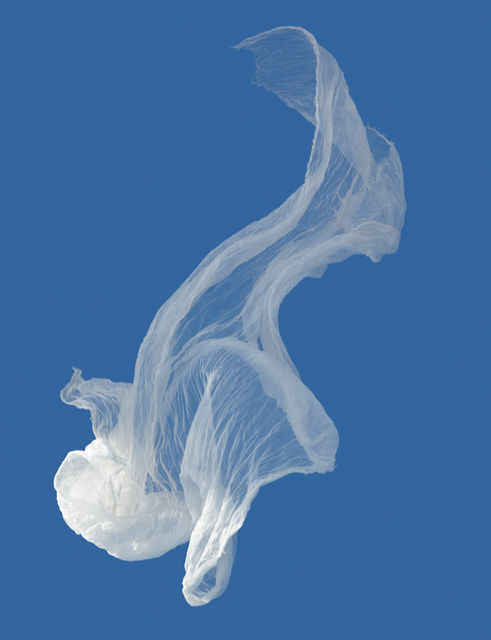 Jellyfish, 2020