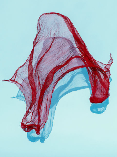 Flamingo, 2019